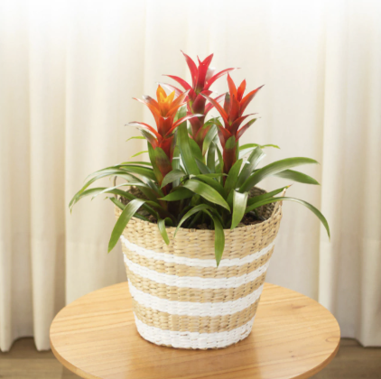 Guzmania