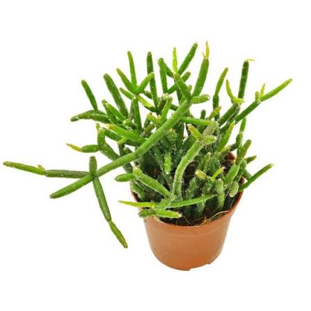 Rhipsalis
