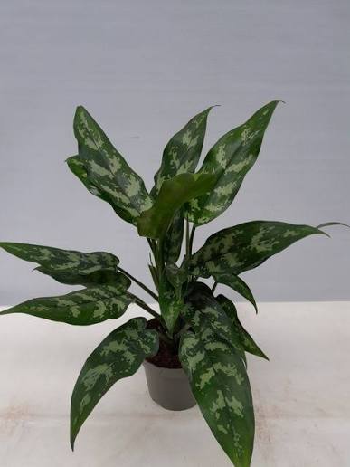 Aglaonema