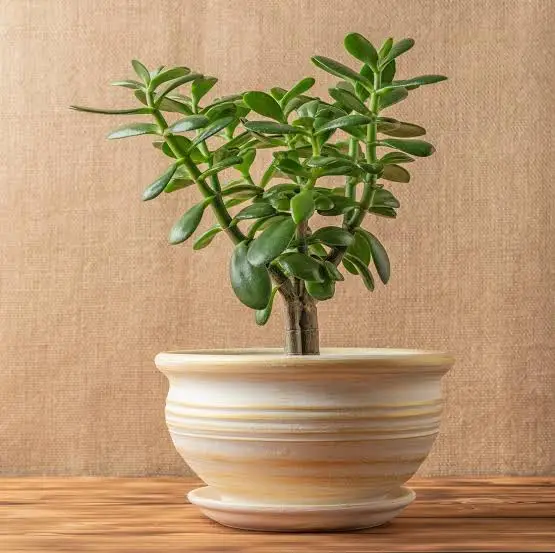 Árbol de jade